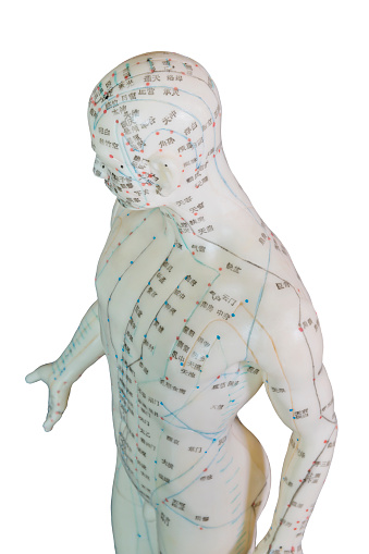 Acupuncture Model - Male Human Head and Torso